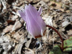 Image of Dog tooth lily