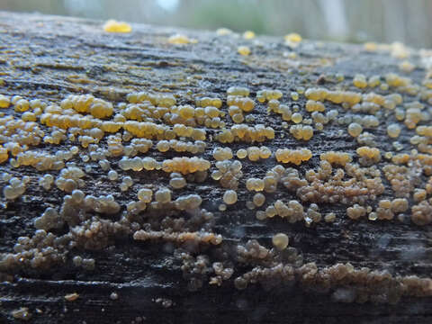 Image of Dacrymyces enatus (Berk. & M. A. Curtis) Massee 1891