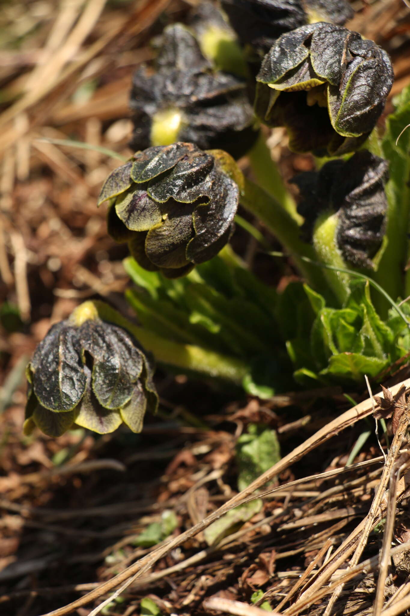 Image of Mandragora caulescens C. B. Cl.