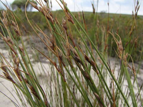 Imagem de <i>Schoenus arenicola</i>