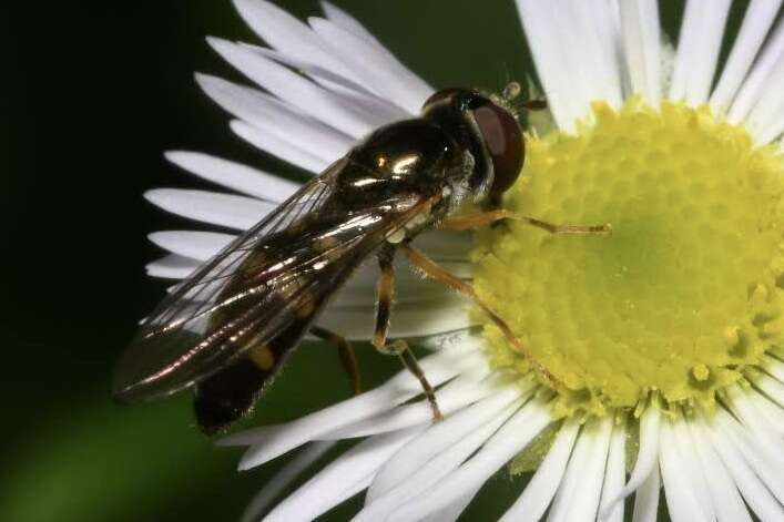 Image of Platycheirus scutatus (Meigen 1822)