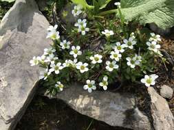 Imagem de Saxifraga androsacea L.