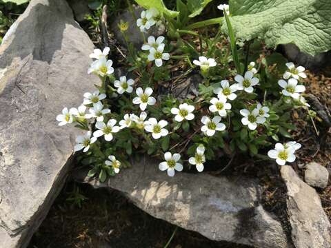 Plancia ëd Saxifraga androsacea L.