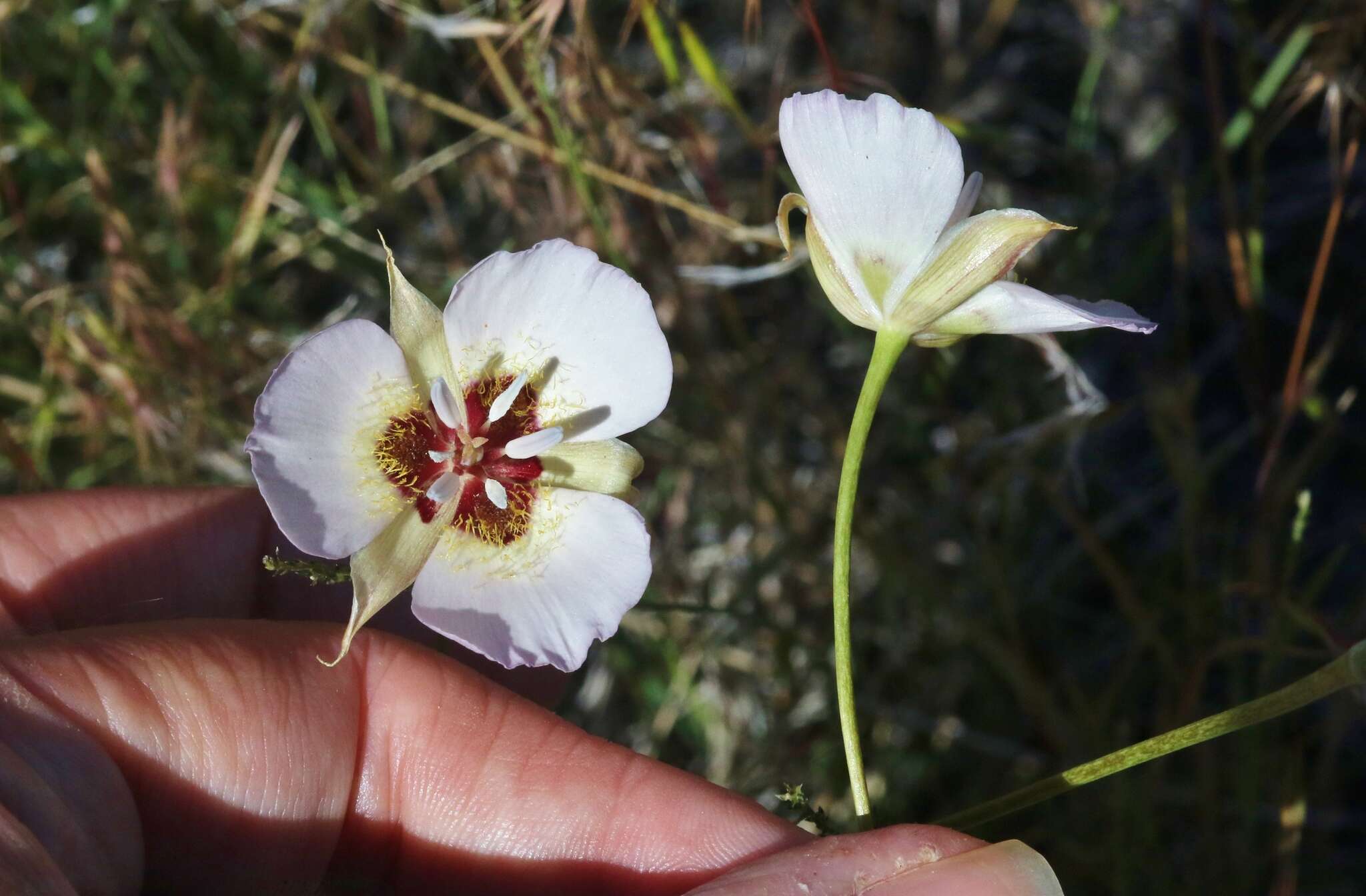 صورة Calochortus palmeri var. palmeri