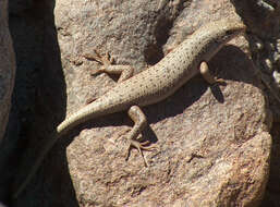 Sivun Trachylepis hoeschi (Mertens 1954) kuva