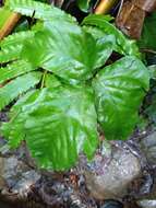 Image of Three-Leaf Halberd Fern