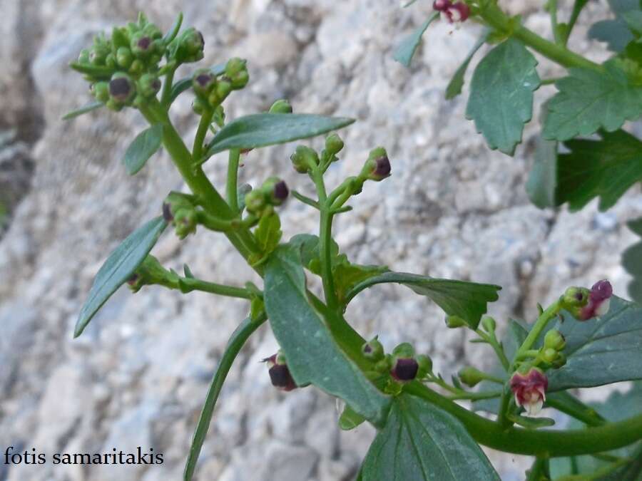 Image of Scrophularia heterophylla Willd.