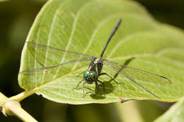 Image of Celebothemis delecollei Ris 1912