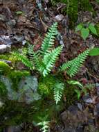 Polypodium appalachianum Haufler & Windham的圖片