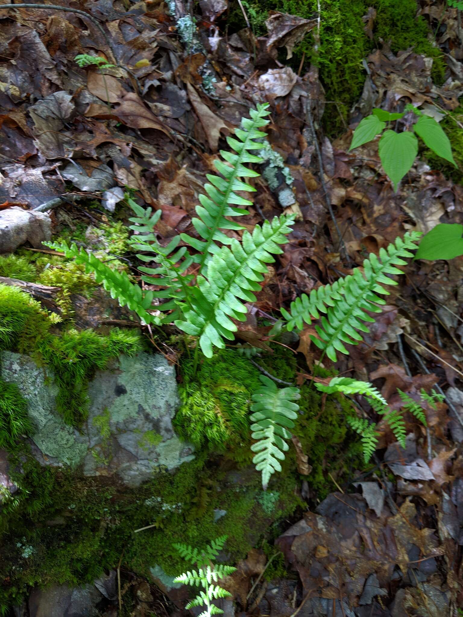 Polypodium appalachianum Haufler & Windham的圖片