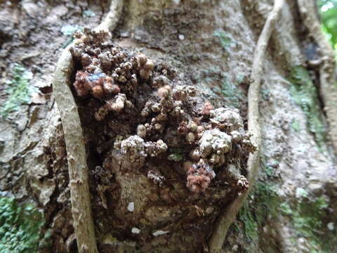 Image de Planchonella luteocostata Munzinger & Swenson