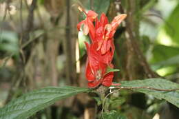 Image of Peruvian wild petunia