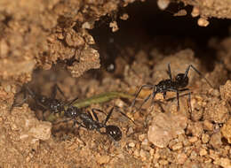 Image of Aphaenogaster spinosa Emery 1878