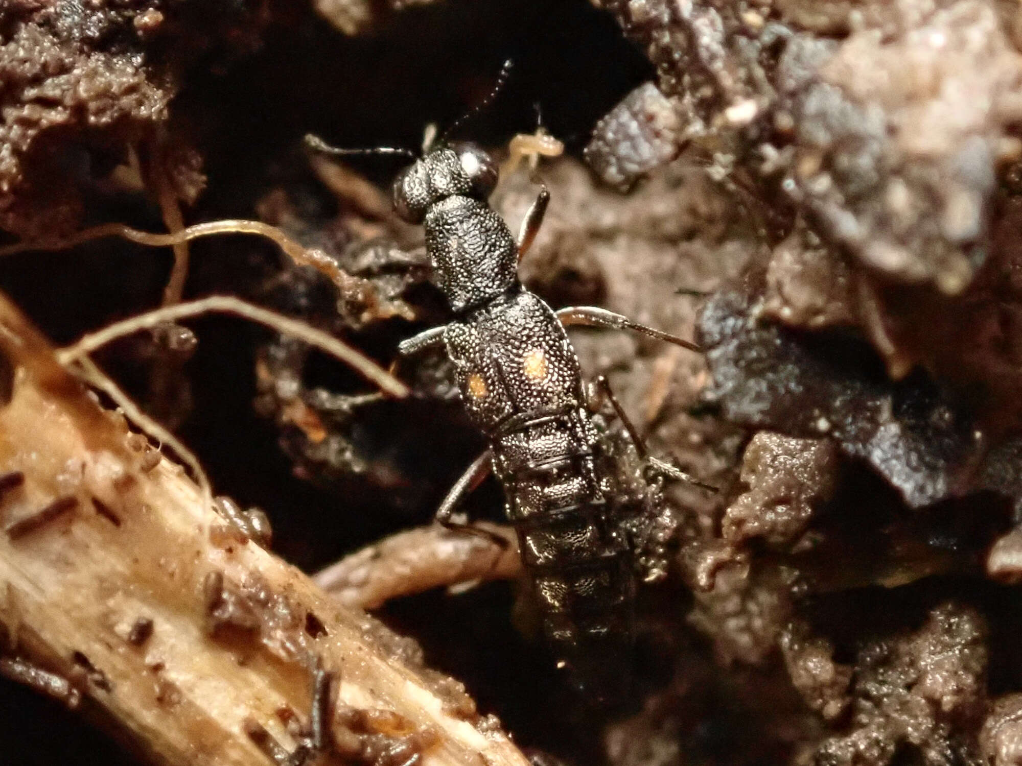 Stenus (Stenus) bimaculatus Gyllenhal 1810 resmi