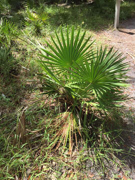 Image of Cabbage Palm