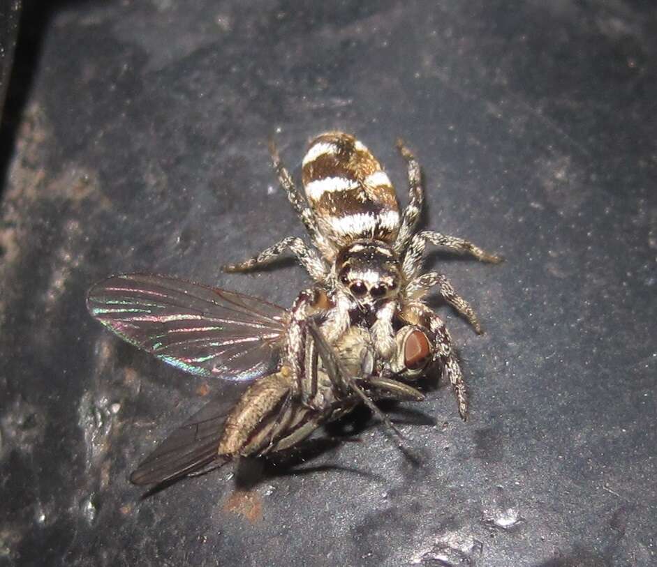 Image of Zebra spider