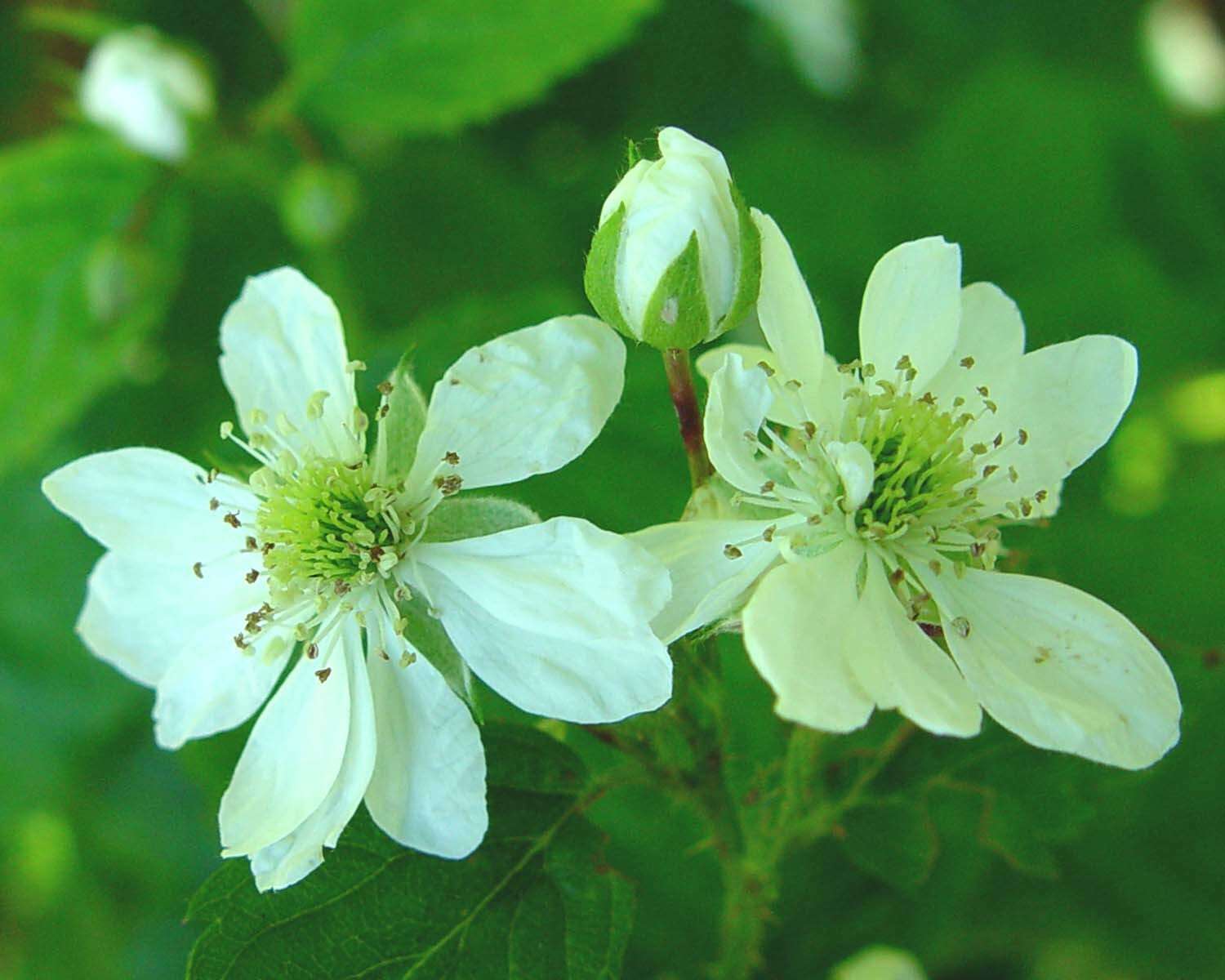 Image of Rubus scissus W. C. R. Watson