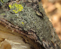 Image de Phaeophyscia ciliata (Hoffm.) Moberg