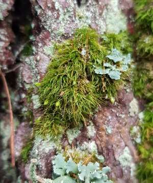 Image of orthodontium moss