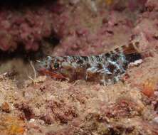 Image of Orangemouth lizardfish