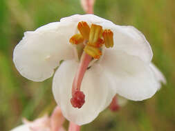 Imagem de Pyrola rotundifolia subsp. rotundifolia