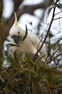 Image of Cacatua galerita galerita (Latham 1790)