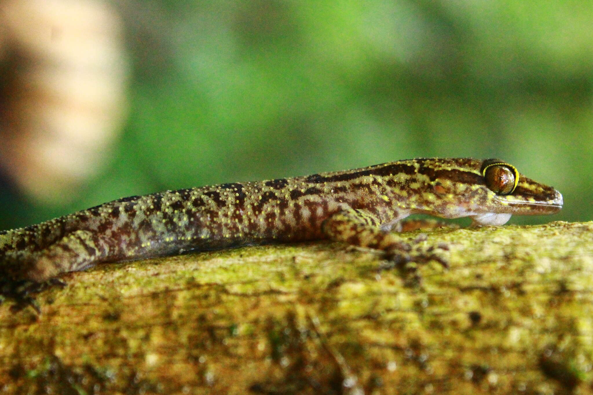 Image of Sabah Bow-fingered Gecko