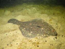 Image of Black Flounder