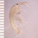 Image of Pecos amphipod