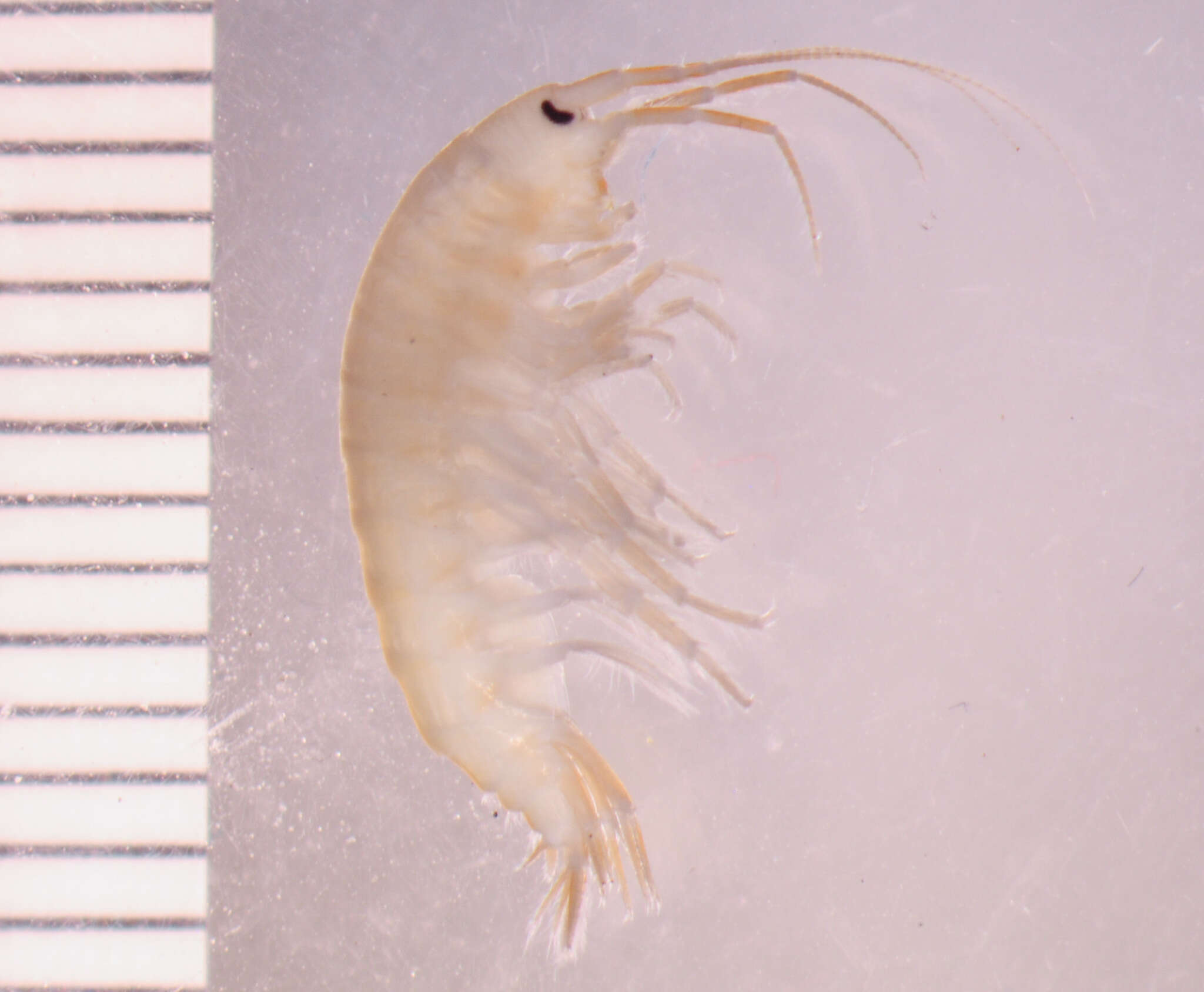 Image of Pecos amphipod