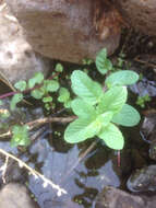 Image of Horse Mint