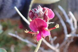 Image of Indigofera meyeriana Eckl. & Zeyh.