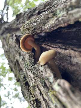 Imagem de Tricholomopsis bella A. H. Sm. 1960