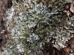 Image of Carolina canoparmelia lichen