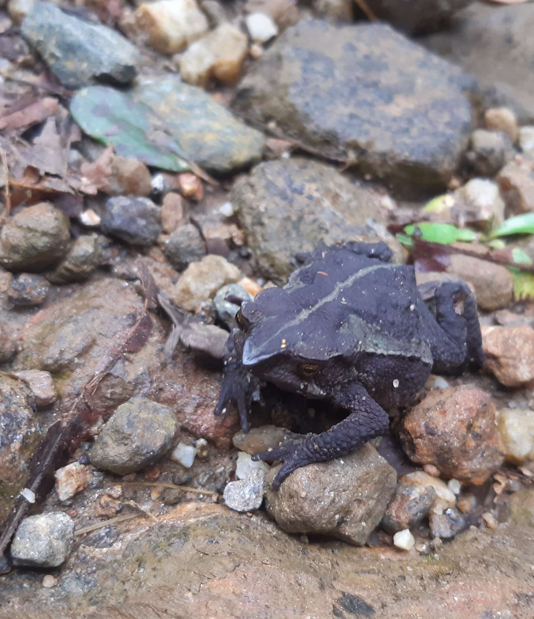 Plancia ëd Rhinella ruizi (Grant 2000)