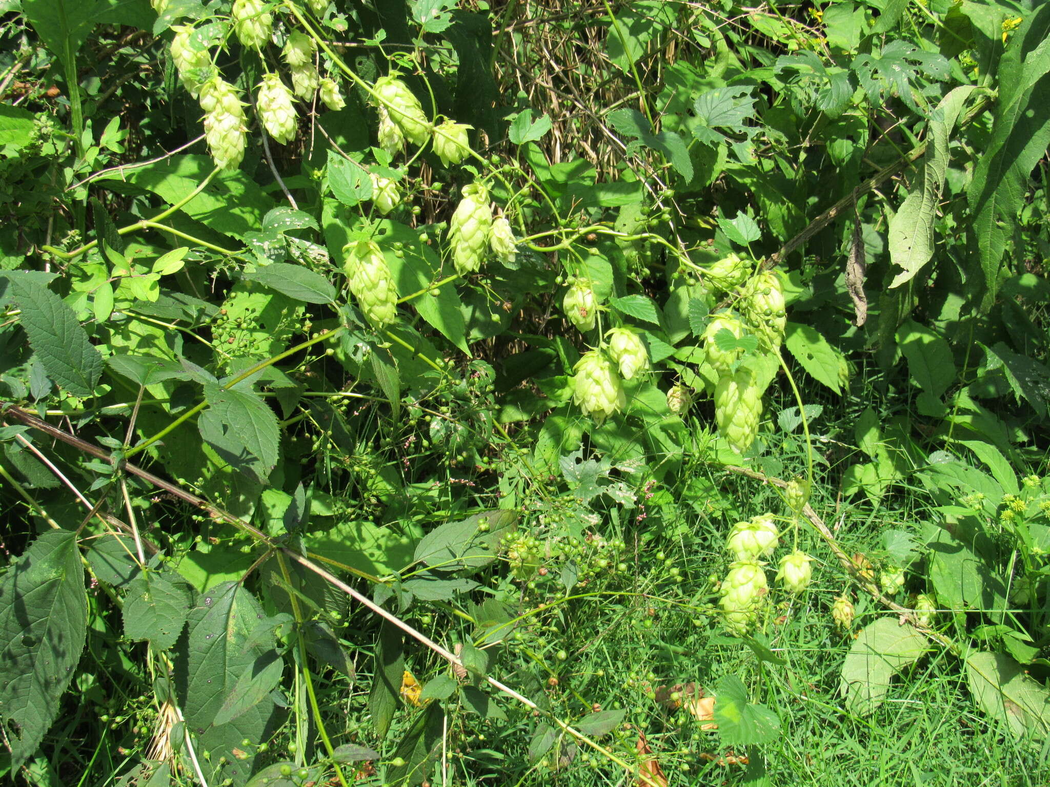 Image of hop