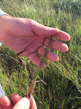 Image of Sand Spike-Rush