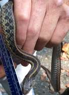 Image of Thamnophis sirtalis sirtalis (Linnaeus 1758)