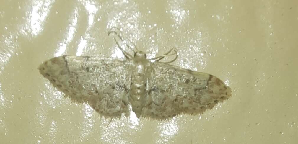 Image of Idaea pervertipennis Hulst 1900