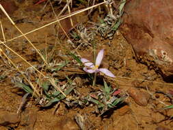 Image of Syringodea concolor (Baker) M. P. de Vos