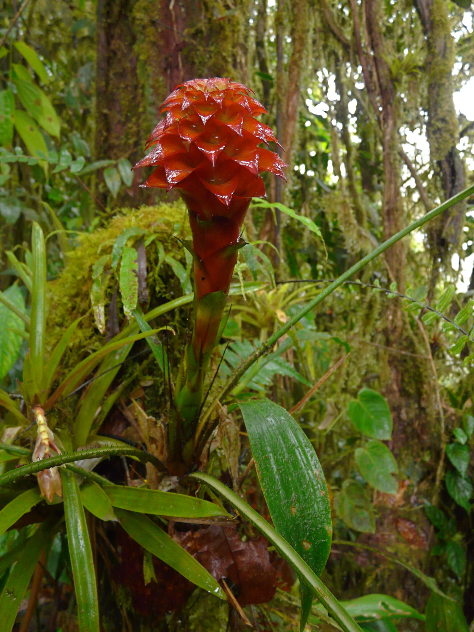 Image of Pitcairnia nigra (Carrière) André