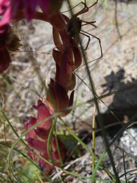 Image of Cobweb Houseleek