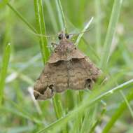 Image of Ambiguous Moth