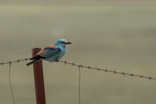 Image of Coracias garrulus garrulus Linnaeus 1758