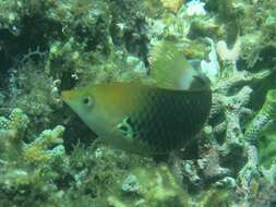 Image of Axil spot wrasse