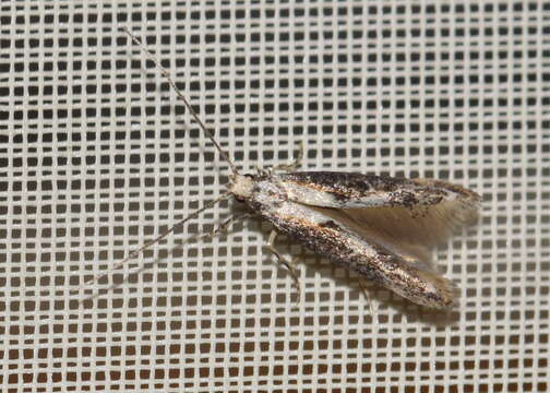 Image of Apple pith moth