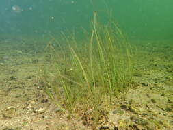 Image of Zostera noltii Hornem.