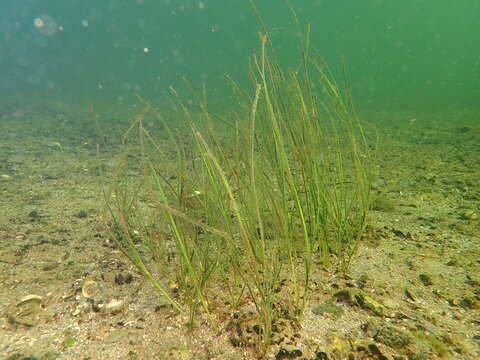 Image of Zostera noltii Hornem.