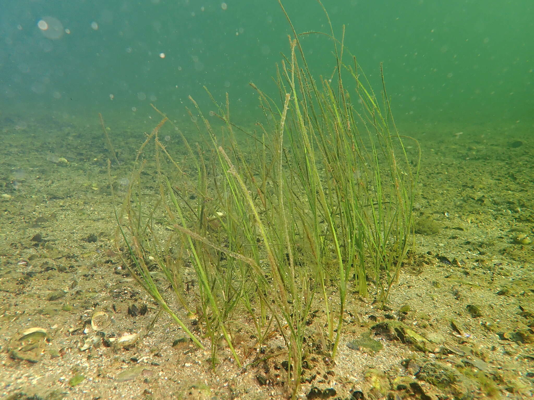 Image of Zostera noltii Hornem.