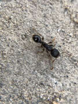 Image of Japanese Pavement Ant